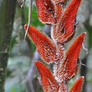 Jungle - Heliconia velligera